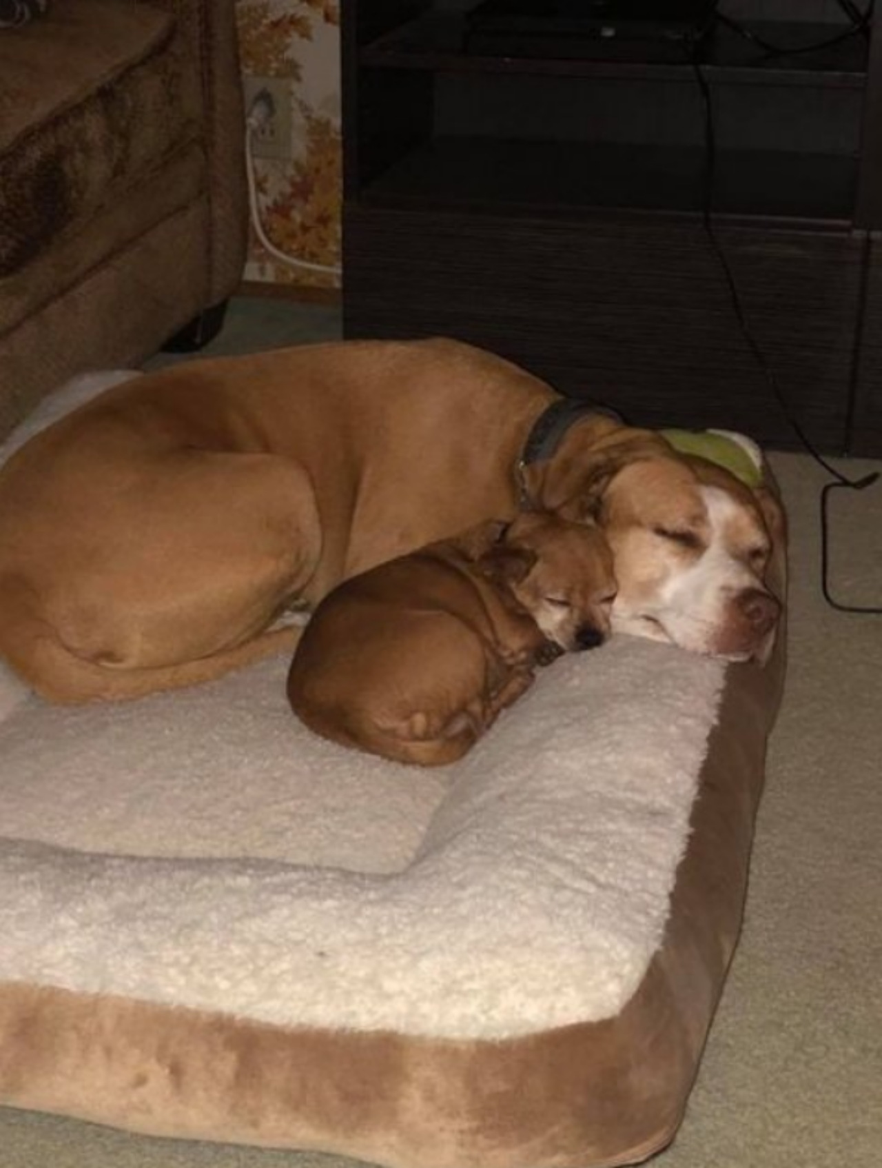 Un Pitbull ed un Chihuahua uniti da un'incredibile amicizia