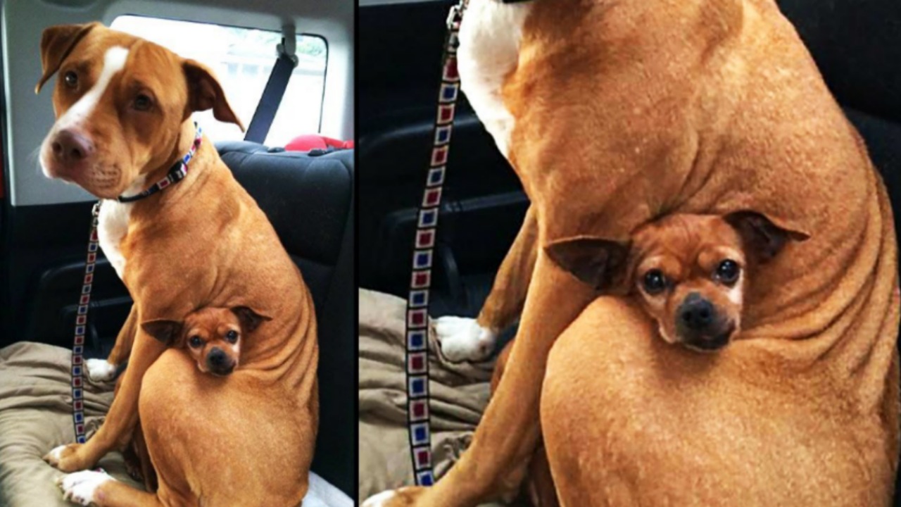 Un Pitbull ed un Chihuahua uniti da un'incredibile amicizia