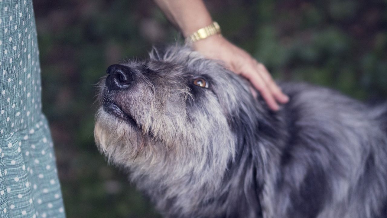 Cane guarda negli occhi la padrona