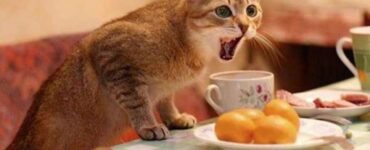 Gatto ulula