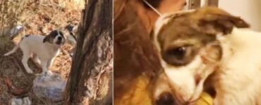 Cucciolo Zarife abbandonato