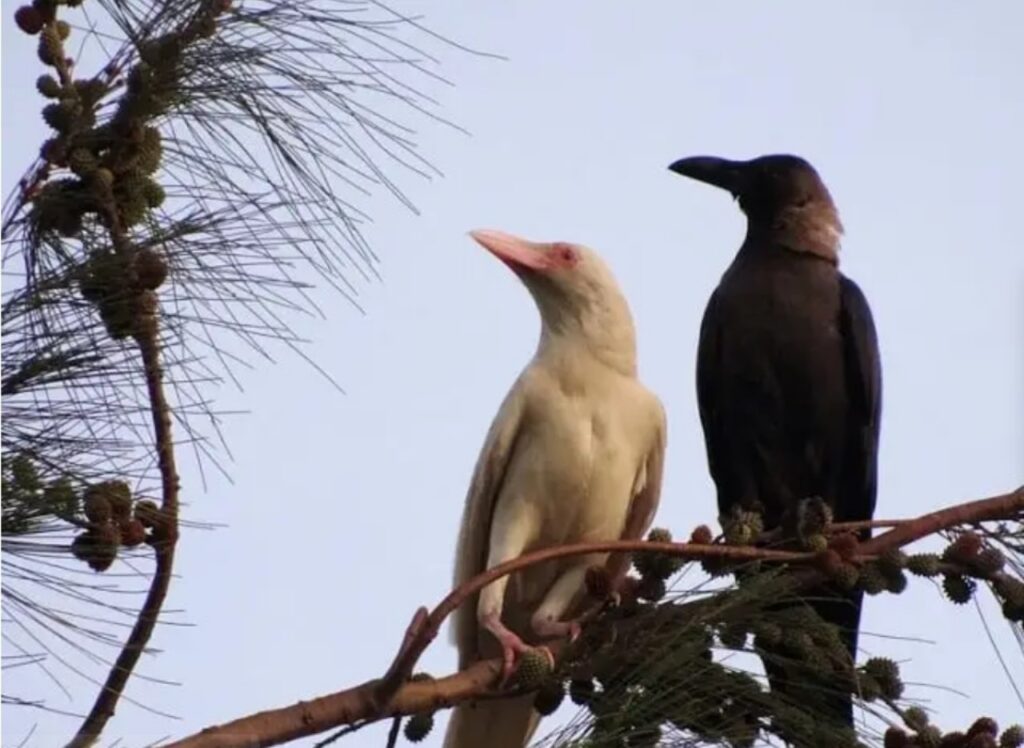 Animali che sono albini