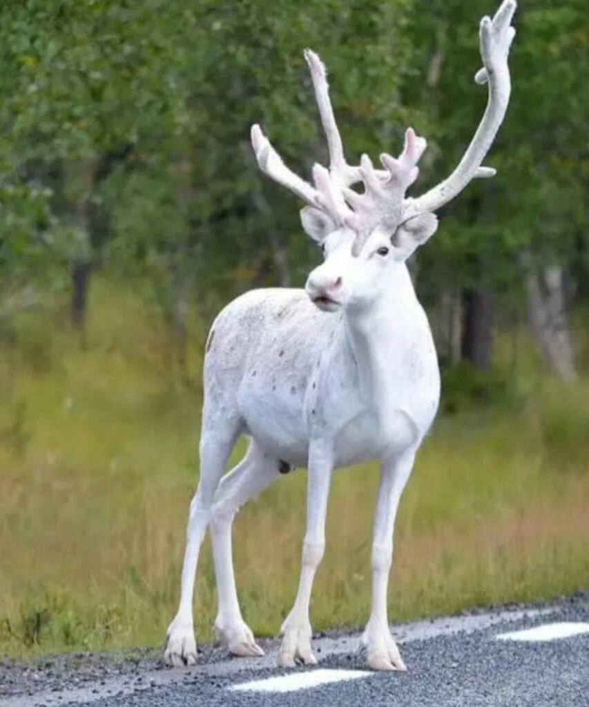 Animali che sono albini