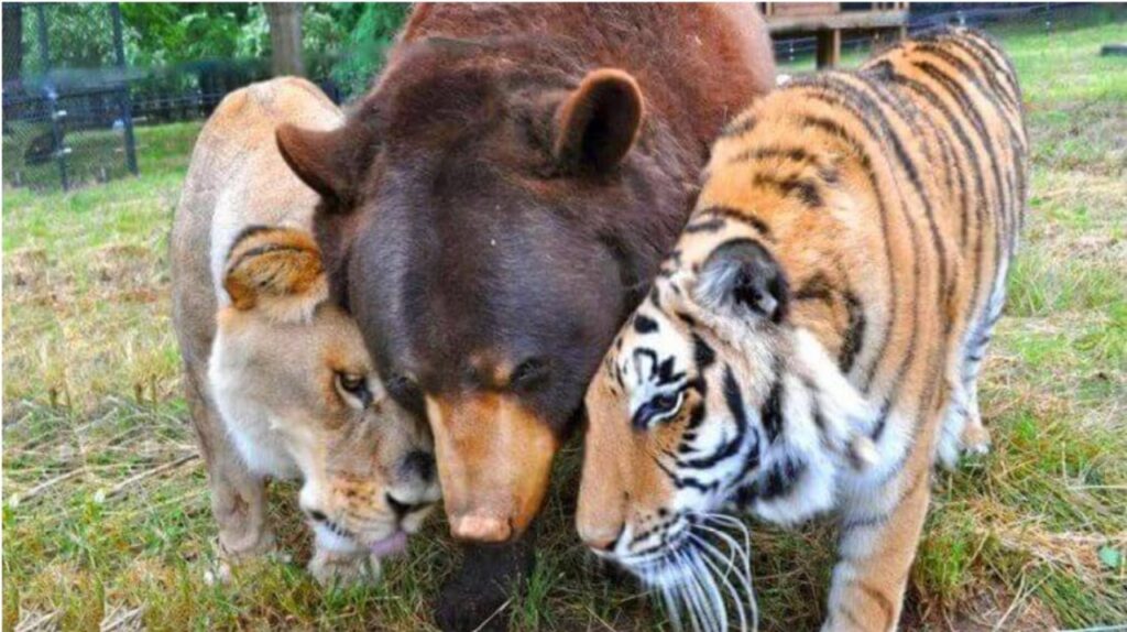 L'amicizia tra animali di diverse specie