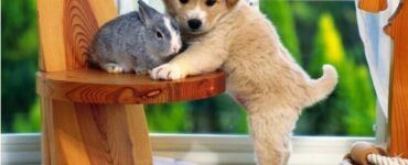 L'amicizia tra animali di diverse specie