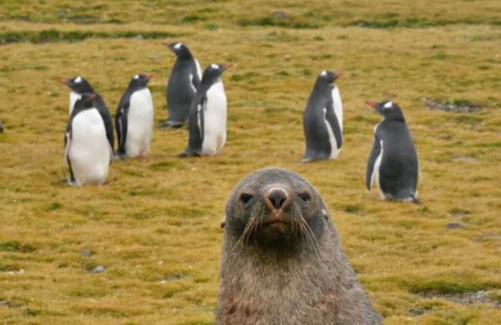 Foto di animali che riescono a far ridere