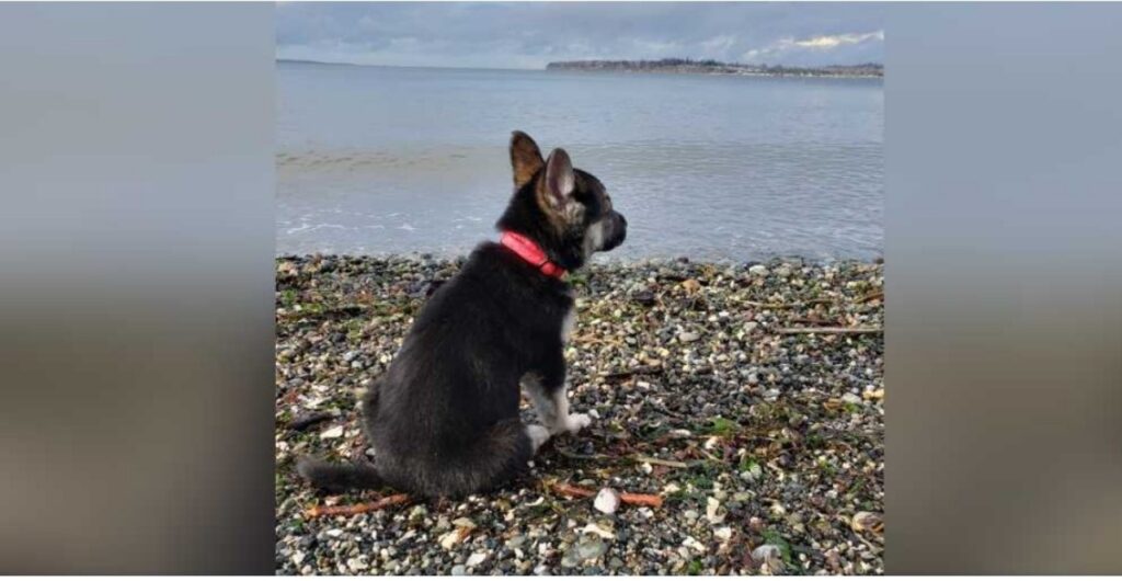 Associazione aiuta un cane