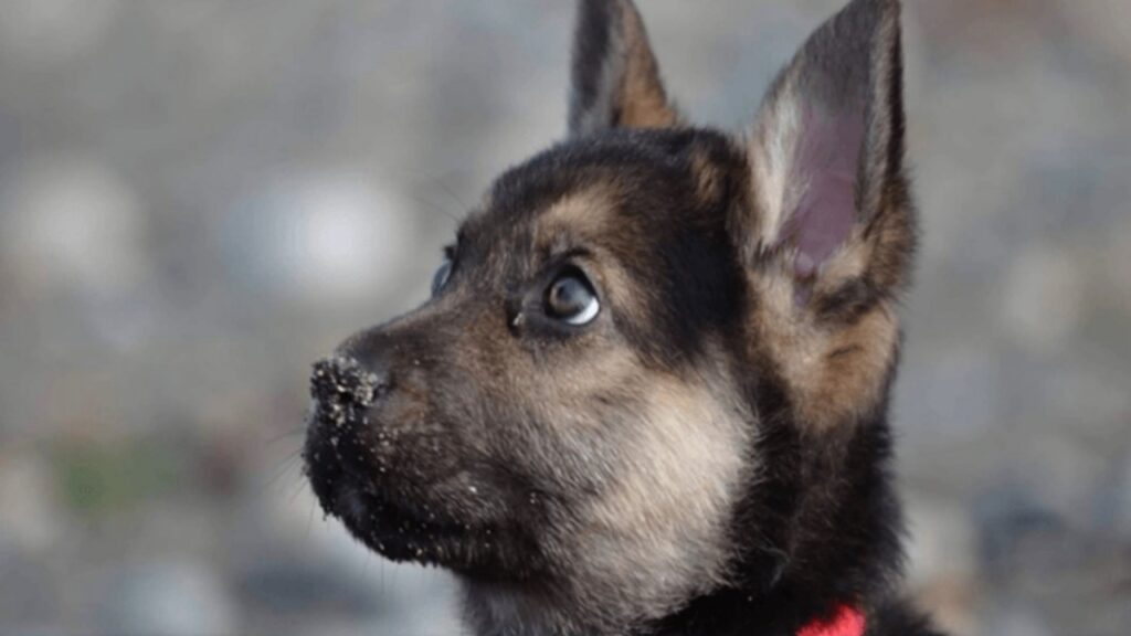 Associazione aiuta un cane