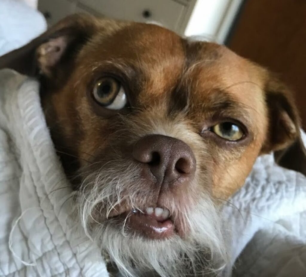 foto simpatica del cagnolino con la barba