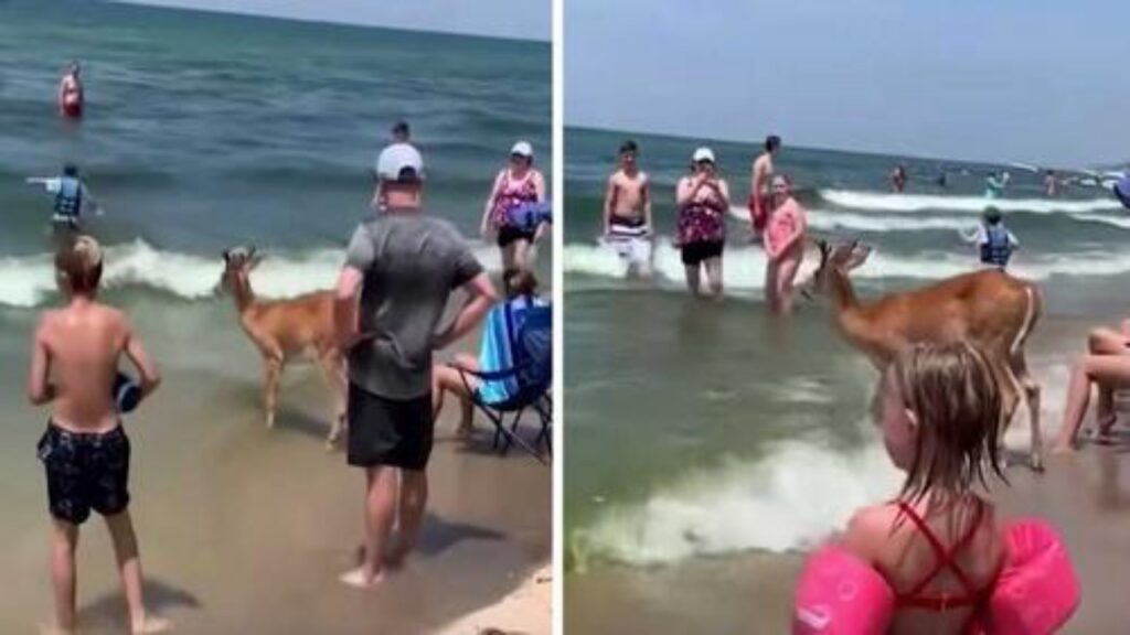 cervo si unisce ai bagnanti in spiaggia