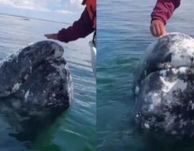 balena grigia chiede aiuto ai pescatori