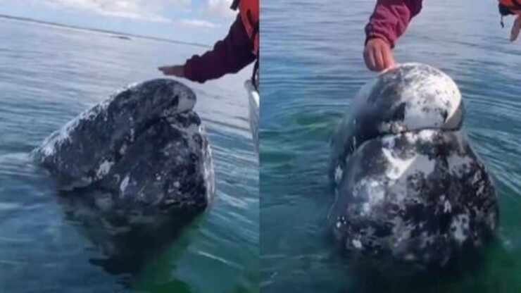 balena grigia chiede aiuto ai pescatori