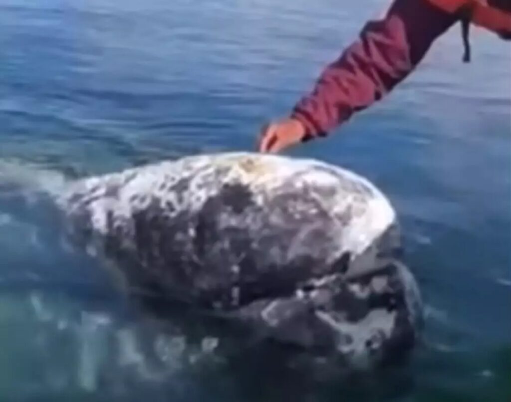 balena con la testa piena di parassiti