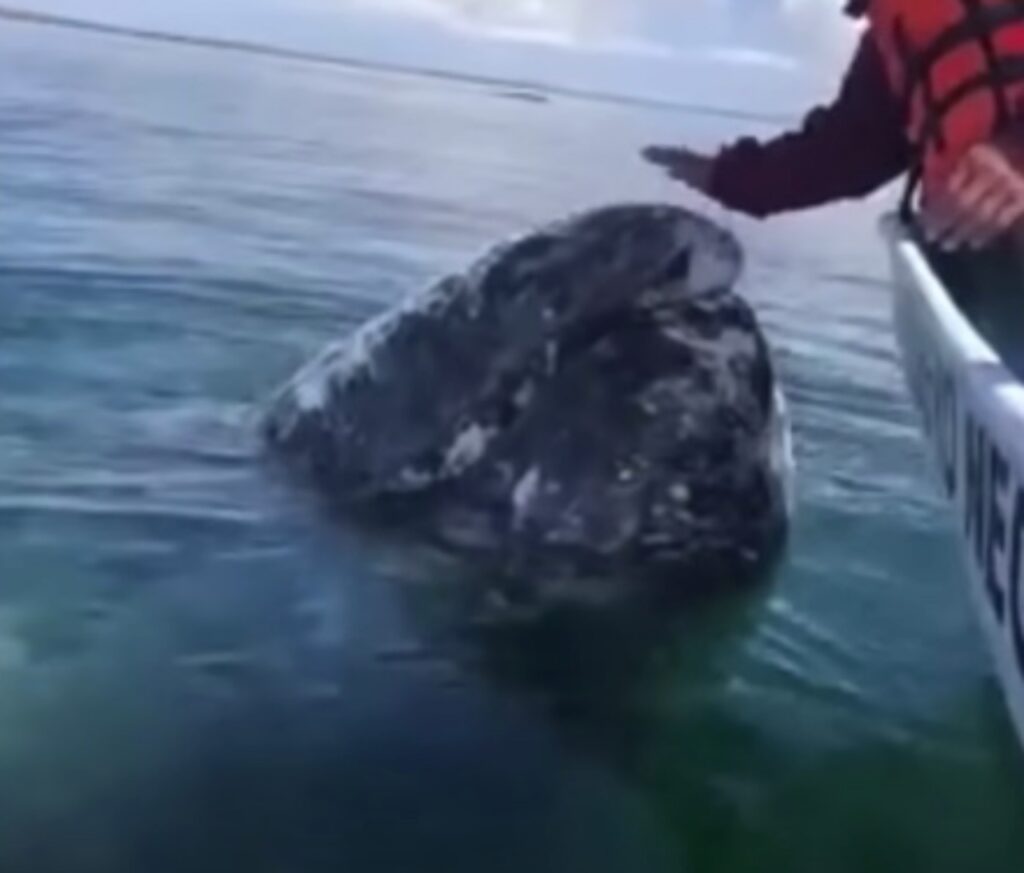 grosso cetaceo riceve aiuto