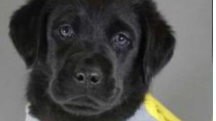 un labrador di nome Benny