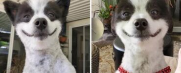 cagnolino con sorriso faccia