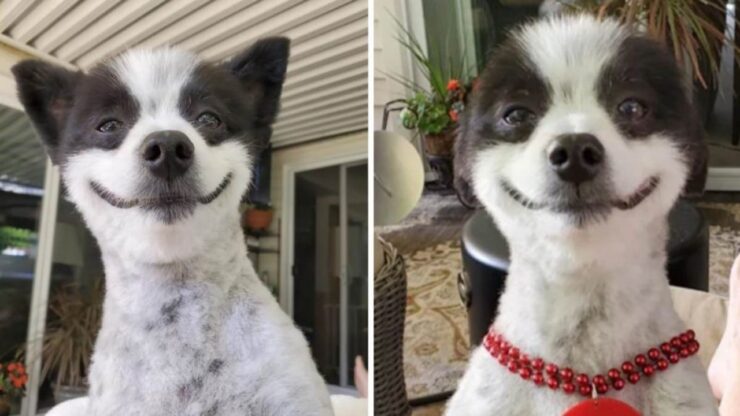 cagnolino con sorriso faccia