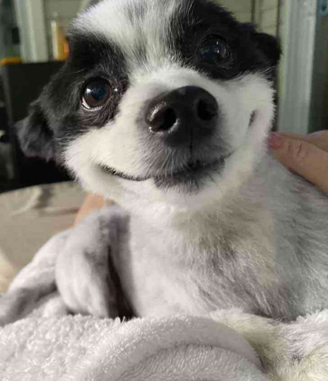 cagnolino con sorriso occhi