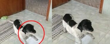 cagnolino finge zampa