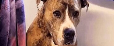 cane abbandonato triste