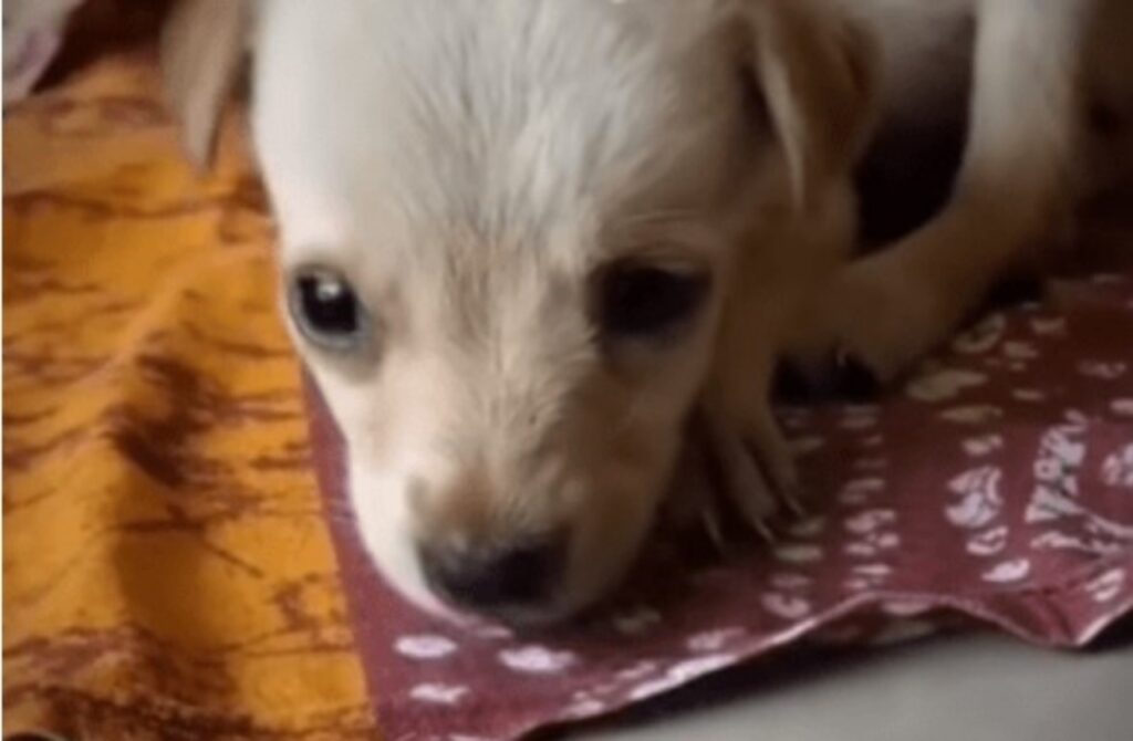 Cane prova l'amore per la prima volta