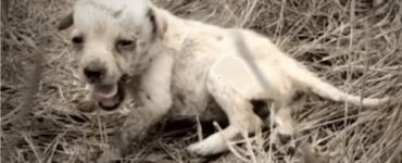 Cane prova l'amore per la prima volta