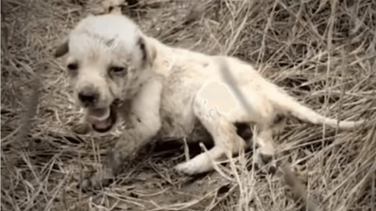 Cane prova l'amore per la prima volta