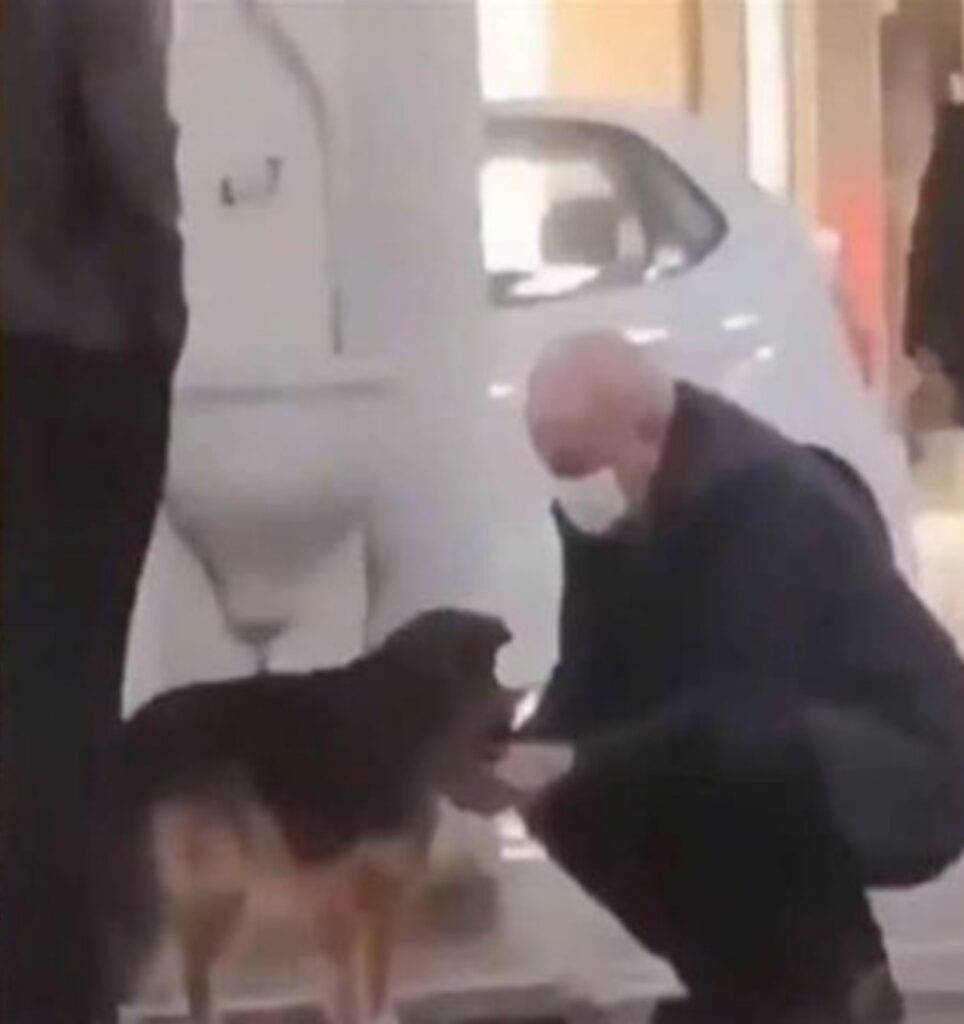 Cane viene aiutato da un anziano signore
