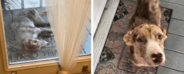 cane appare finestra