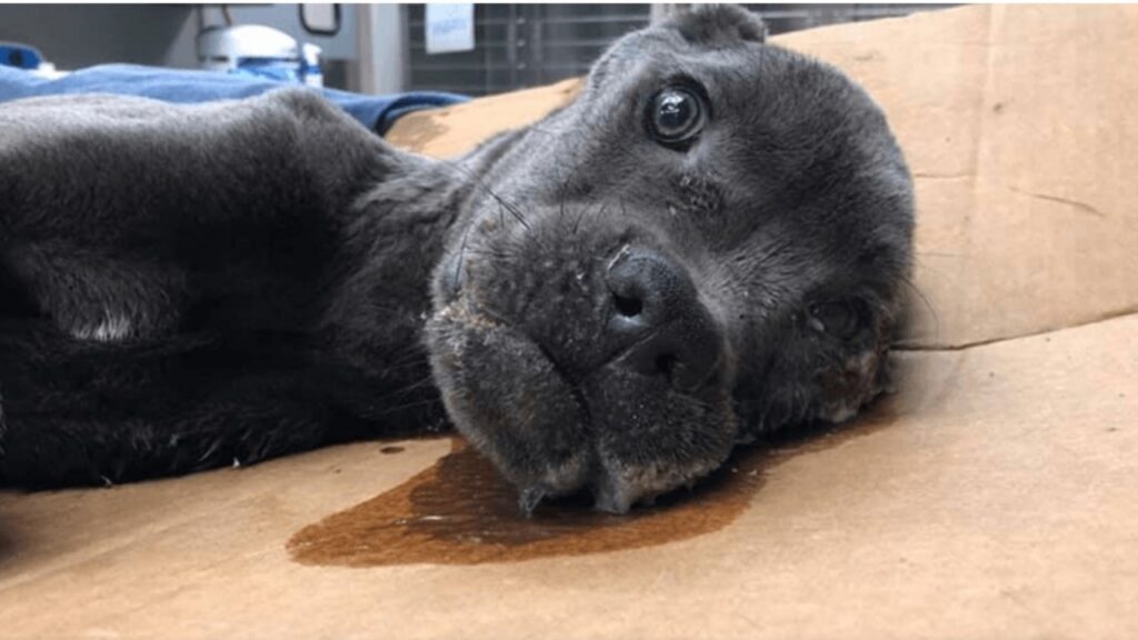 Cane viene abbandonato in autostrada