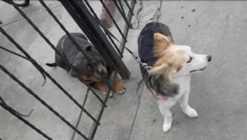 Uomo abbandona un cane e lascia un bigliettino