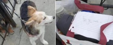 Uomo abbandona un cane e lascia un bigliettino
