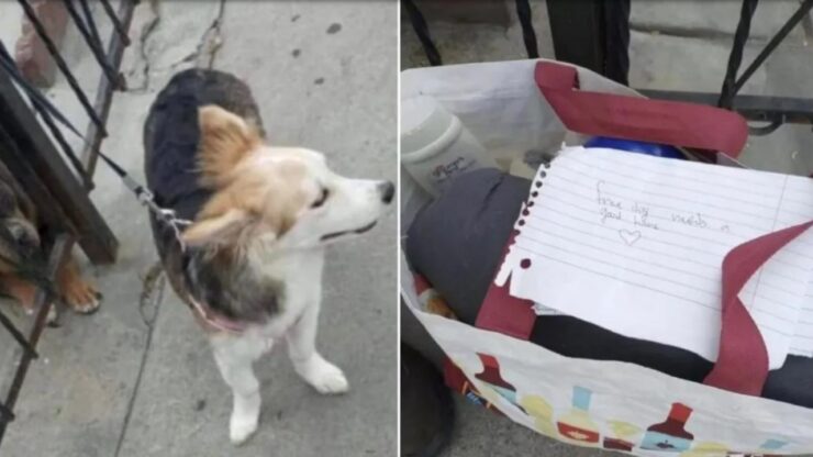 Uomo abbandona un cane e lascia un bigliettino