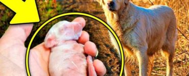Cane trova un animale nel bosco