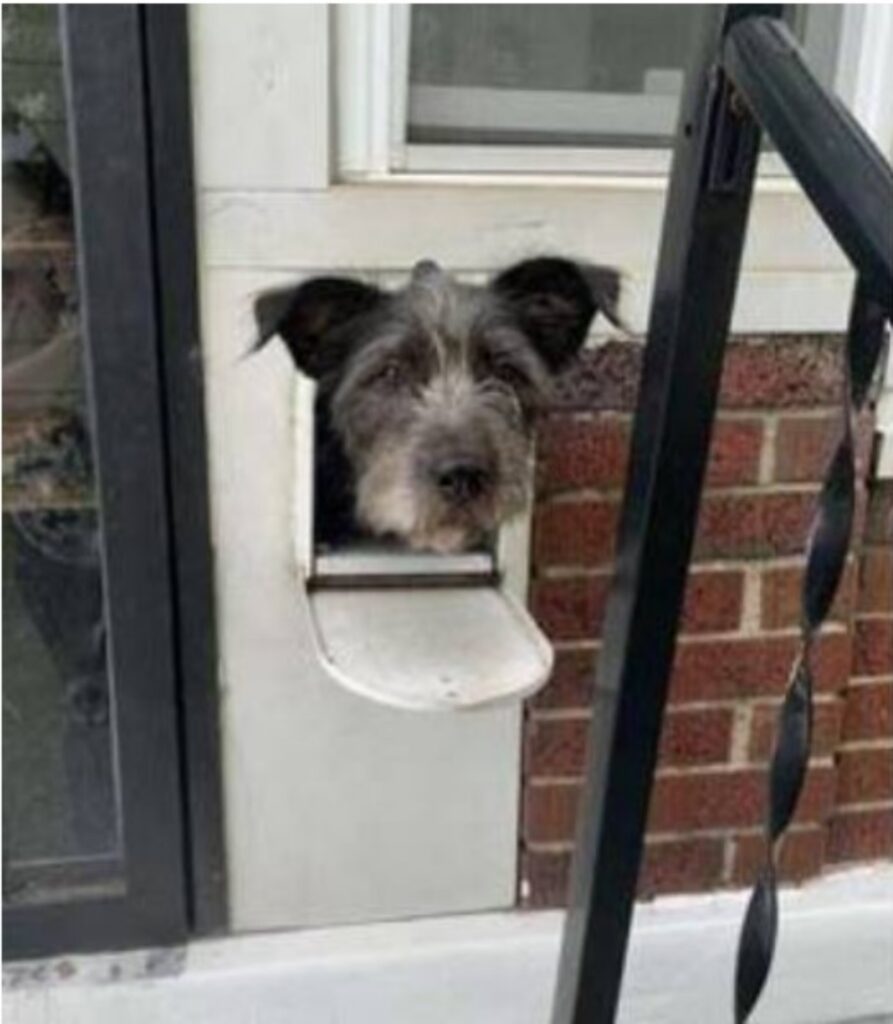 Il cane che saluta le persone dalla cassetta della posta