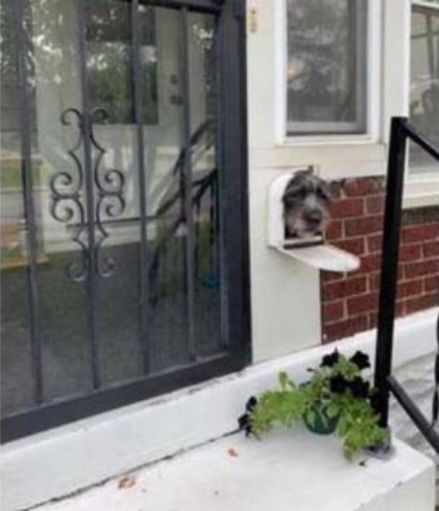 Il cane che saluta le persone dalla cassetta della posta