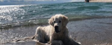 cane in spiaggia