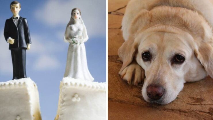 cane triste per il matrimonio