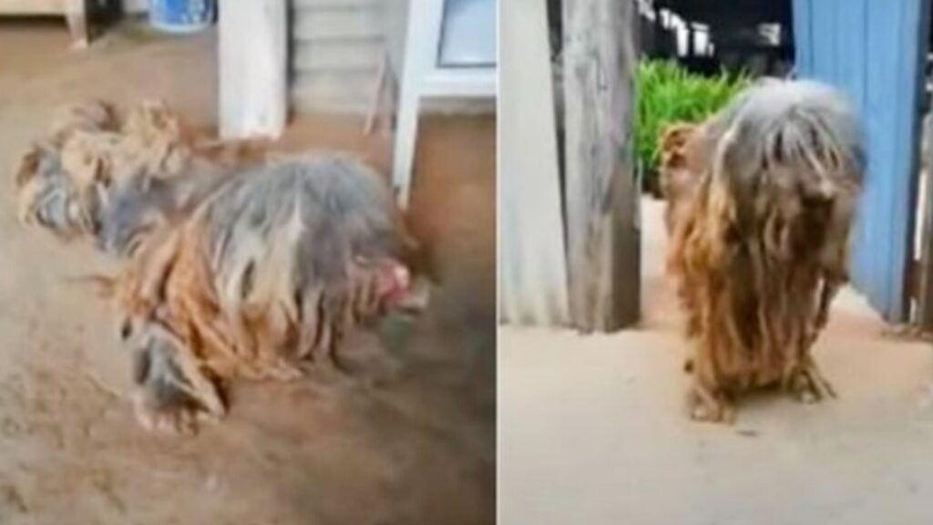 Cane viene abbandonato dalla sua famiglia