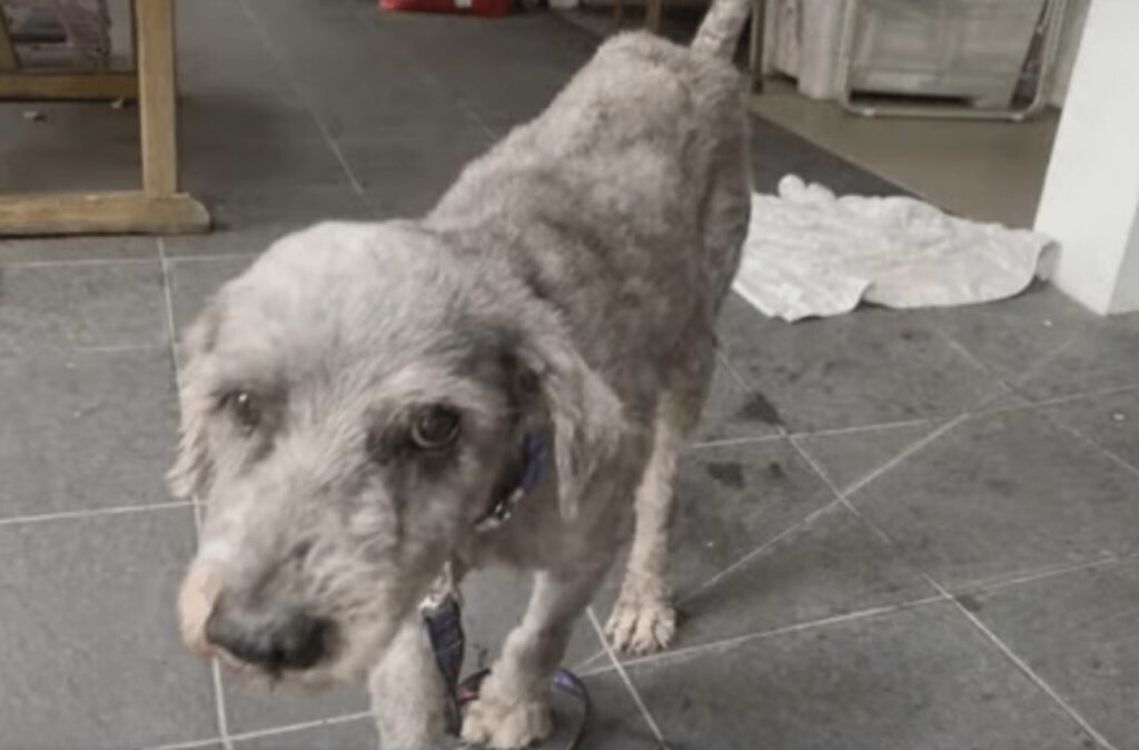 Cane viene abbandonato dalla sua famiglia