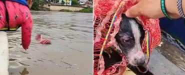 cane con busta nel fiume