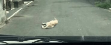 cane in strada ferito