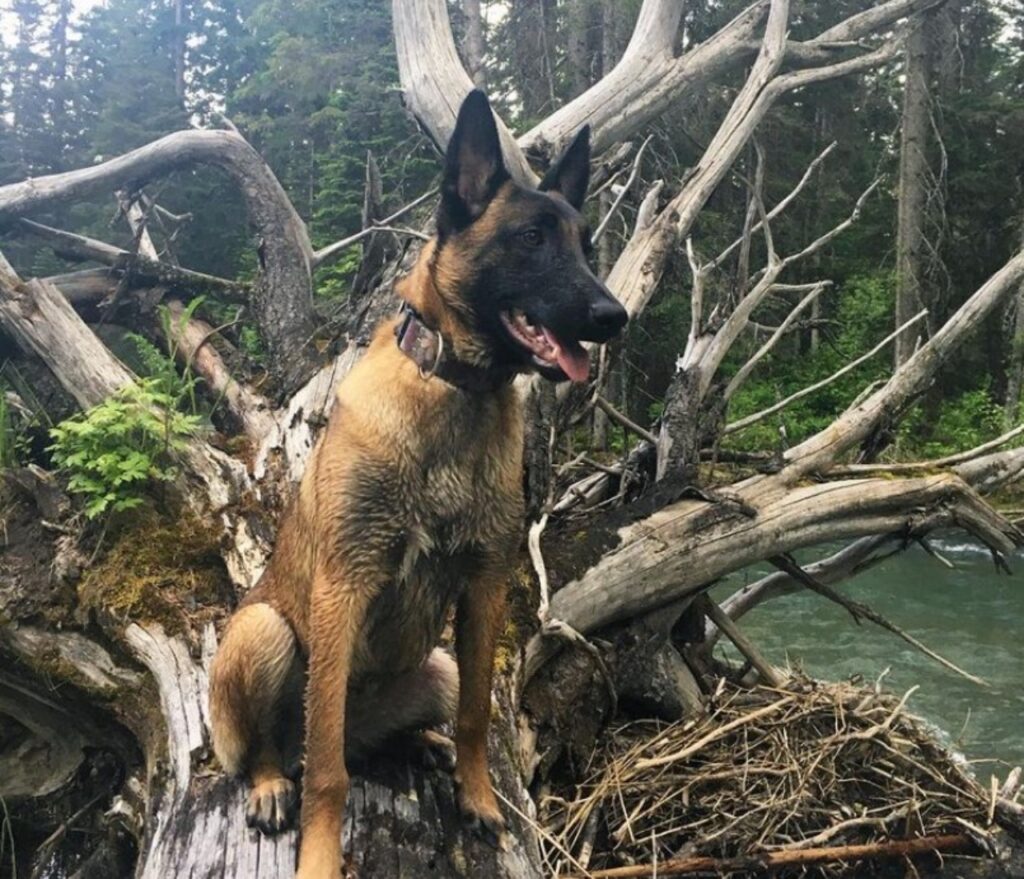 Cane si scontra con un leone di montagna