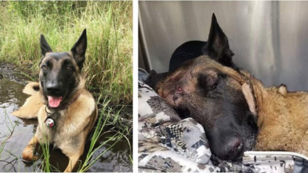 Cane si scontra con un leone di montagna