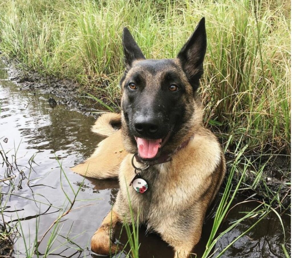 Cane si scontra con un leone di montagna