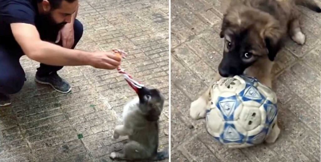 Cane rimane nel luogo dove è stata investita la sua mamma