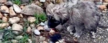 Cane rimane nel luogo dove è stata investita la sua mamma