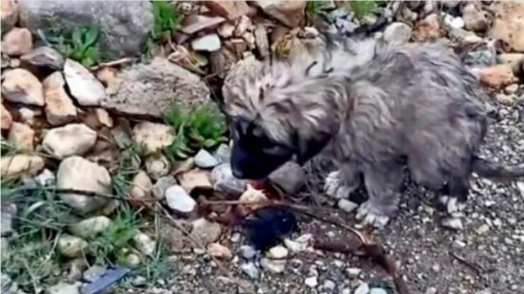 Cane rimane nel luogo dove è stata investita la sua mamma