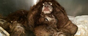 Cane dal elo rovinato viene salvato