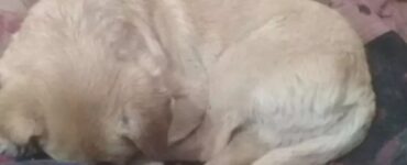 cane pieno bianco